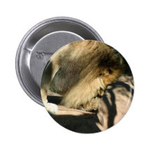 African Lion Buttons
