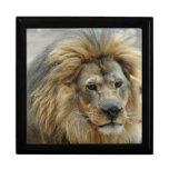 African Lion Gift Box