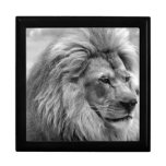 African Lion Gift Box