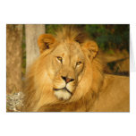 African Lion Greeting Card