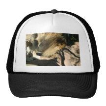African Lion Hats
