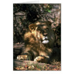African Lion - Head Shot Of Very Big Male Card