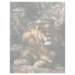 African Lion - Head Shot Of Very Big Male Personalized Letterhead