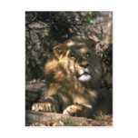 African Lion - Head Shot Of Very Big Male Post Card