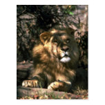 African Lion - Head Shot Of Very Big Male Post Card