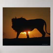 Felidae Poster