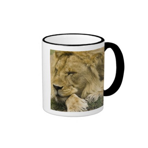 African Lion, Panthera leo, laying down asleep Coffee Mugs