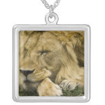 African Lion, Panthera leo, laying down asleep Custom Necklace