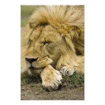 African Lion, Panthera leo, laying down asleep