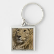 African Lion, Panthera leo, Portrait of a Keychains