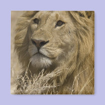 African Lion, Panthera leo, Portrait of a magnets