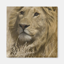 African Lion, Panthera leo, Portrait of a Magnets