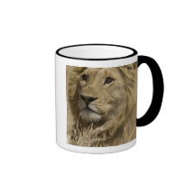 African Lion, Panthera leo, Portrait of a Coffee Mugs