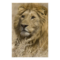 African Lion, Panthera leo, Portrait of a