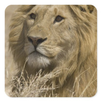 African Lion, Panthera leo, Portrait of a Sticker