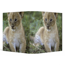 African lion, Panthera leo), Tanzania, Binder