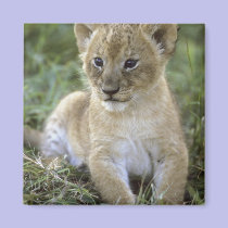African lion, Panthera leo), Tanzania, magnets