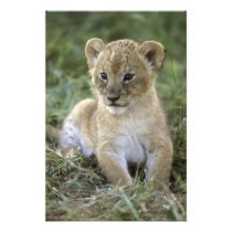 African lion, Panthera leo), Tanzania,