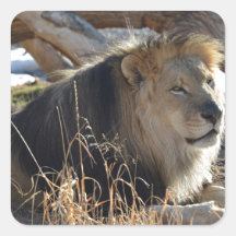 African Lion Square Stickers