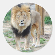 African Lion Sticker