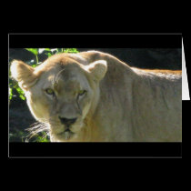 African lioness cards