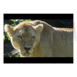 African lioness card
