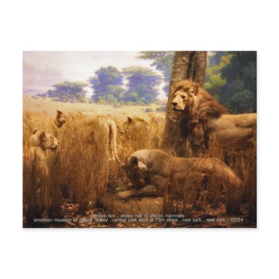 African Lions Post Cards by ginnyl52