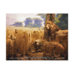 African Lions postcards