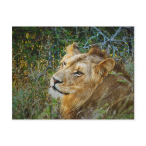 African male lion greeting cards post card