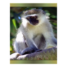 African Monkey Letterhead