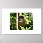 African monkey posters