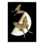 African Moon Moth Card