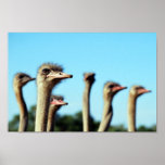 African Ostriches and blue skies Posters