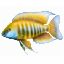 African Peacock Cichlid Holiday Ornament Photo Cut Outs
