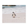 African Penguin Postcard