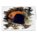 African Pygmy Angle Card