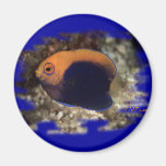 African Pygmy Angle Fridge Magnets