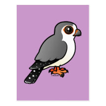 African Pygmy Falcon Postcards