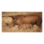 African Rhino mom and baby Customized Photo Card