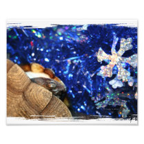 African Sideneck Turtle and Blue tinsel with star Photo