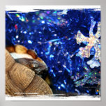 African Sideneck Turtle and Blue tinsel with star Posters