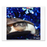 African Sideneck Turtle Looking at camera Photographic Print
