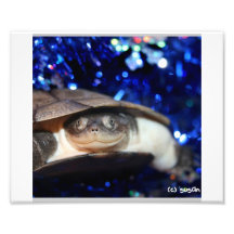 African Sideneck Turtle Looking at camera Photographic Print