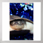 African Sideneck Turtle Looking at camera Poster