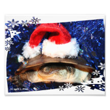 African Sideneck Turtle wearing a santa hat Photo Art