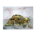 african tortoise post card cards postcards turtle