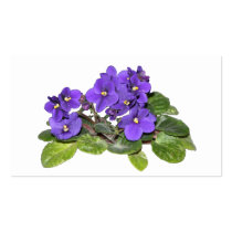 African violet
