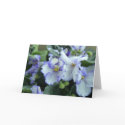African Violet Card