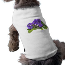 African violet