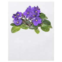 African violet